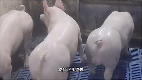 猪 搞笑的视频