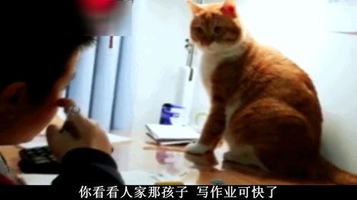 三三搞笑视频作品