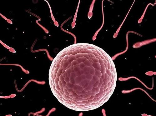 女人卵子图片,女性生育力的生命之源